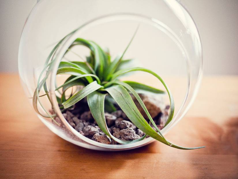 tarzan dracaena Natural plants - Dracaena Tarzan - cane