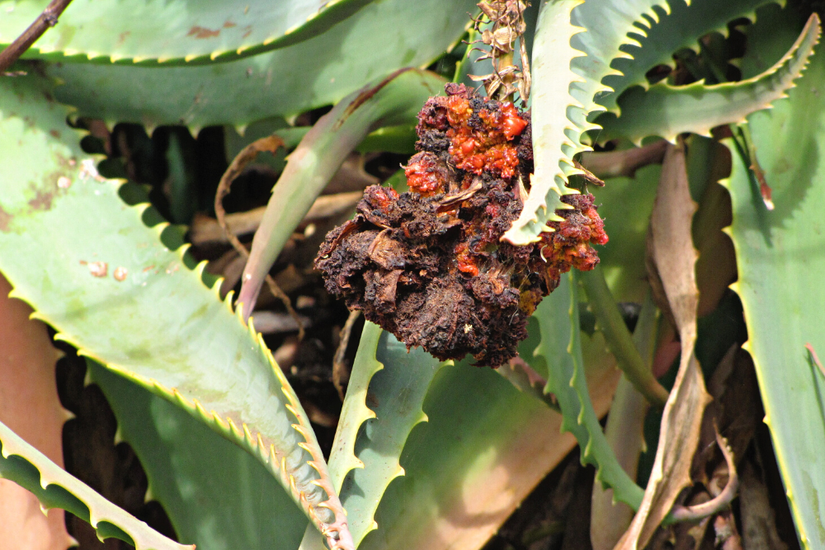 How to Care for Your Aloe Plant