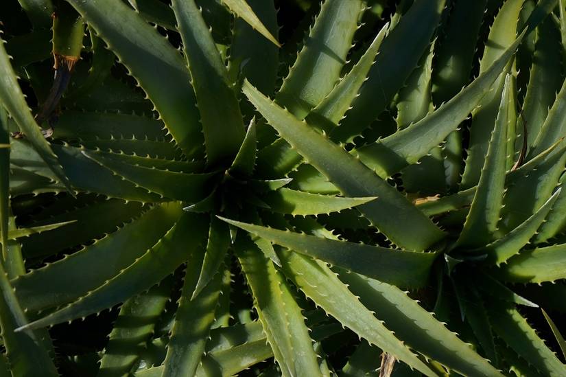 How Often Should You Water a Aloe Plant