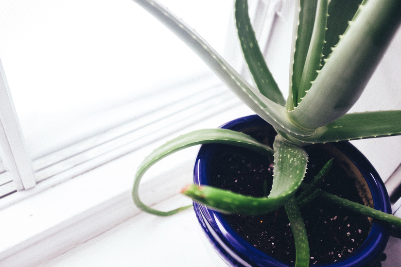 Why Your Aloe Plant is Drooping