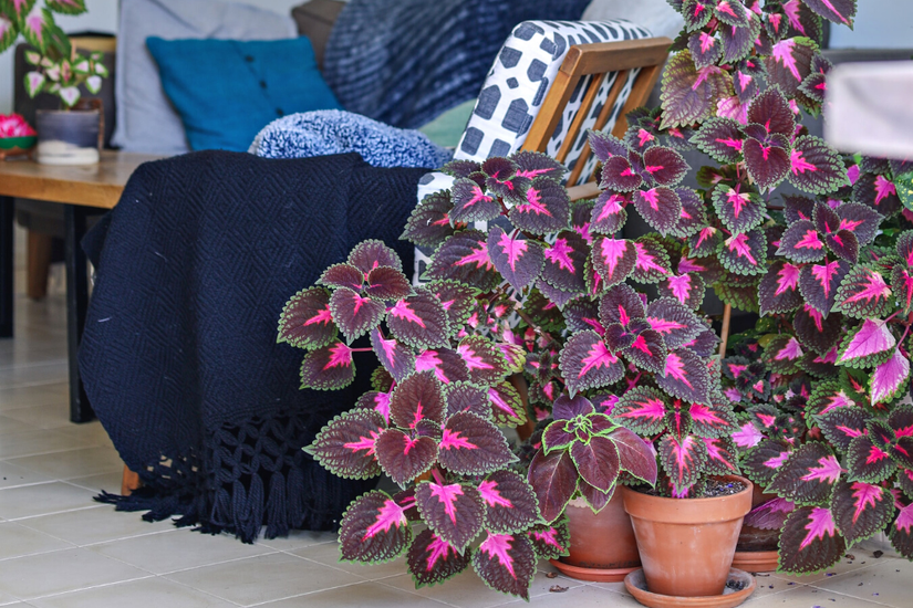 How to Turn Your Home Into a Plant-Filled Haven