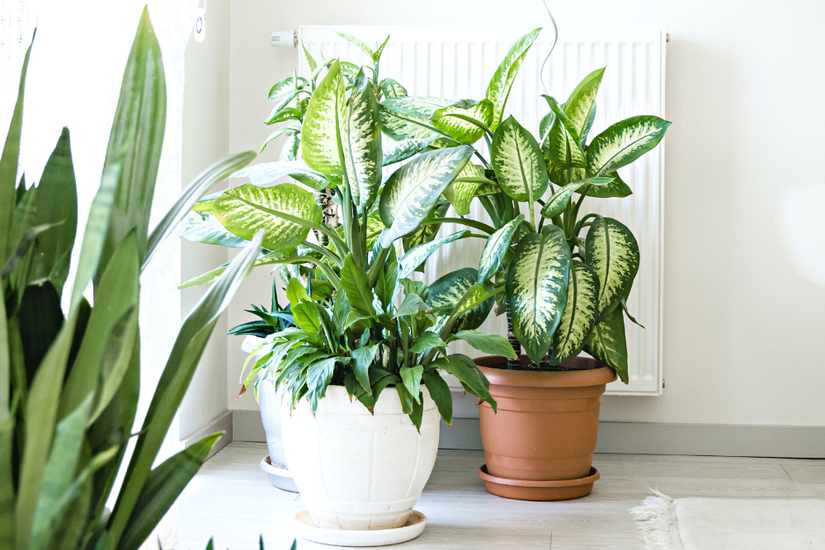 7 Tropical Plants That Thrive in Low Light