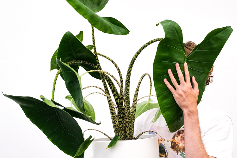 calathea white fusion samen Small Calathea 'White Fusion' main image 0