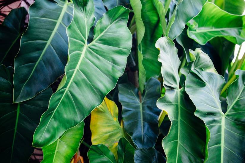 where to buy a pothos Pothos Epipremnum aureum 'Shangri Ooh La La' main image 0