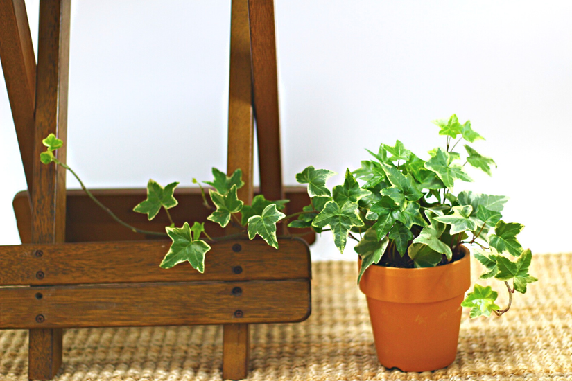 10 Houseplants to Avoid if You Have Allergies