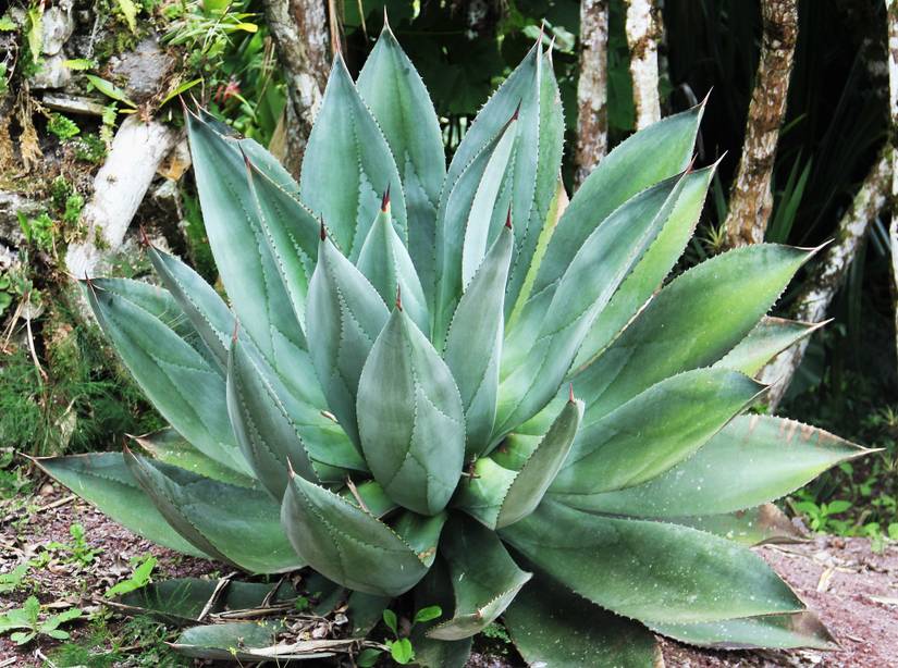 aloe vera kosten Aloe Vera Alfonso  Aloe-Vera-Pflanze in Grtnerqualitt kaufen