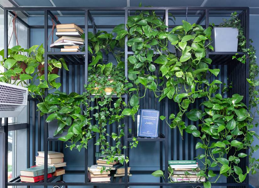 5 Best Plants For a Vertical Garden