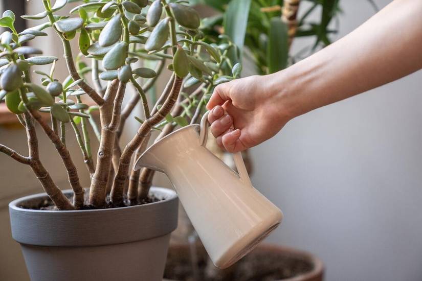 monstera acacoyaguensis Monstera acacoyaguensis – PottedElephant main image 0