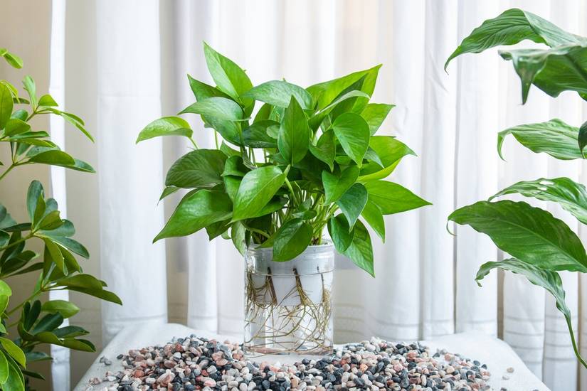 How to Train Your Pothos Plant to Climb