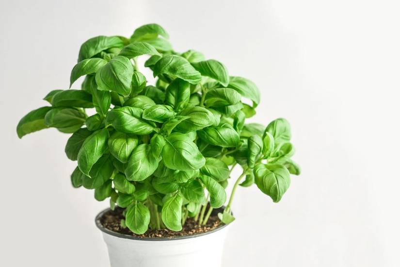 How to Grow Basil Indoors