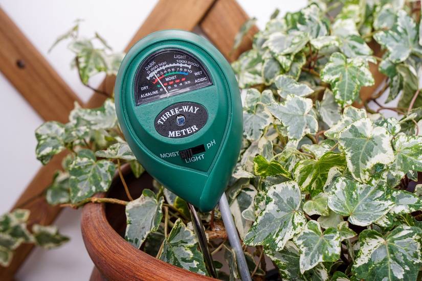 emerald green pothos Pothos "Emerald" (Epipremnum aureum)  Wild Lark