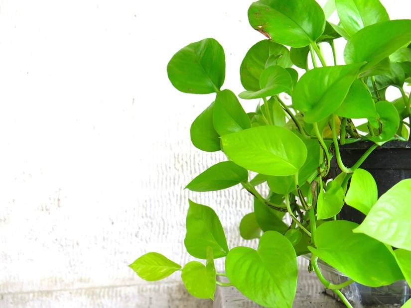 8 Popular Pothos Varieties To Grow