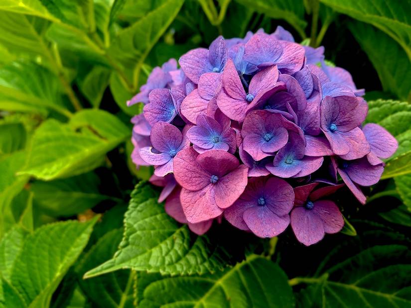 7 Tips for Selecting Hydrangeas for Your Landscape