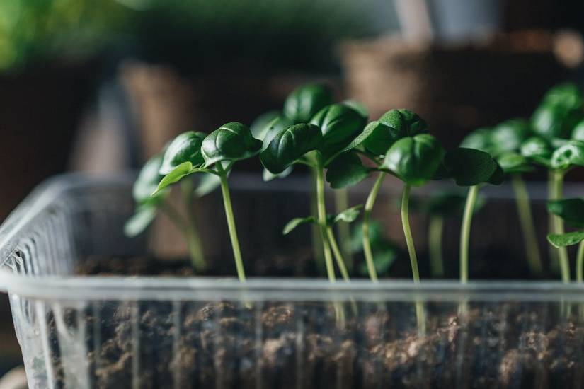 How to Grow Basil Indoors