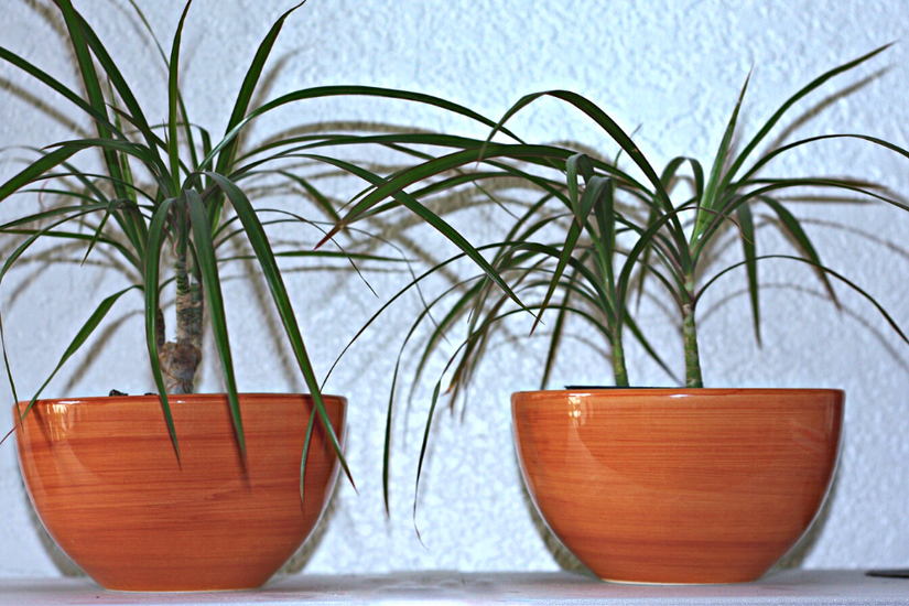 10 Houseplants to Avoid if You Have Allergies