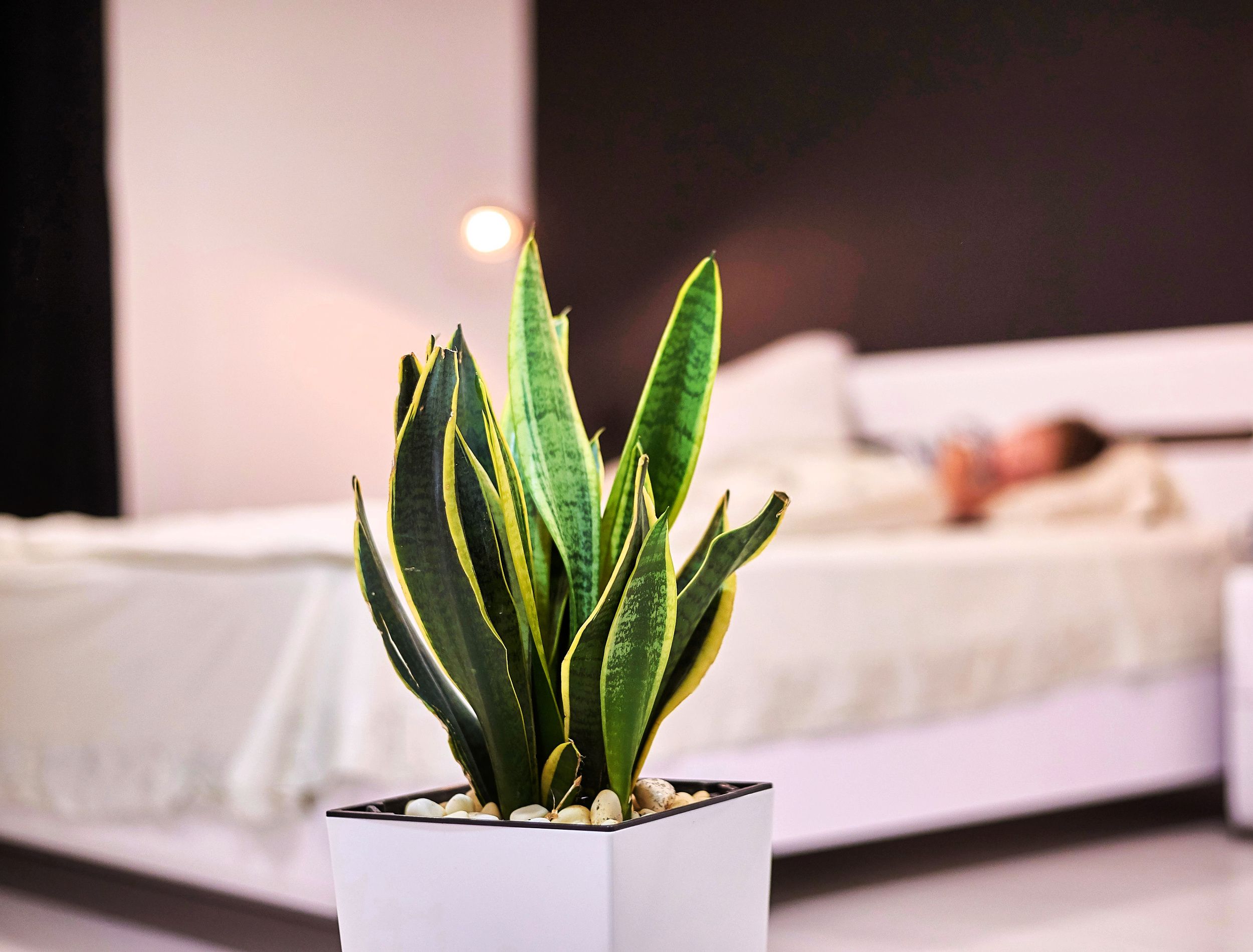 5 Reasons to Add a Snake Plant to Your Bedroom