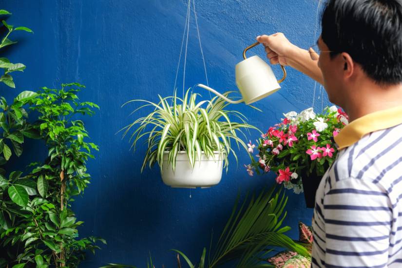 How to Care for Your Spider Plant