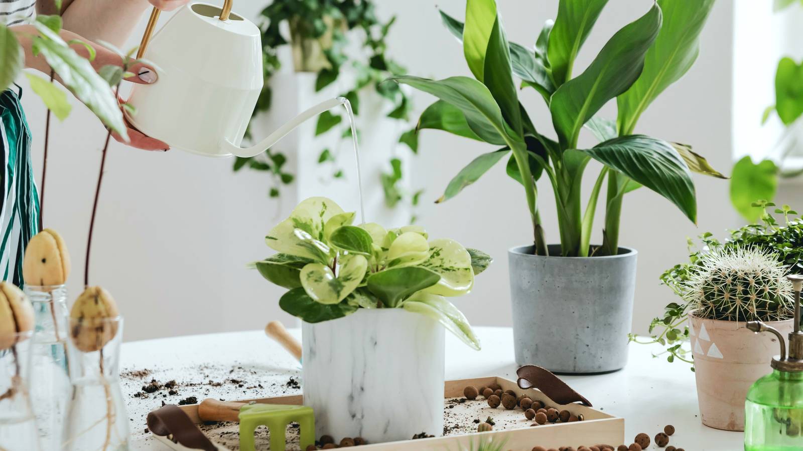 How To Improve Drainage in Potted Plants