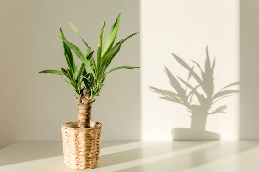 elefantenfuß pflanze kaufen Elefantenfuß - Beaucarnea recurvata