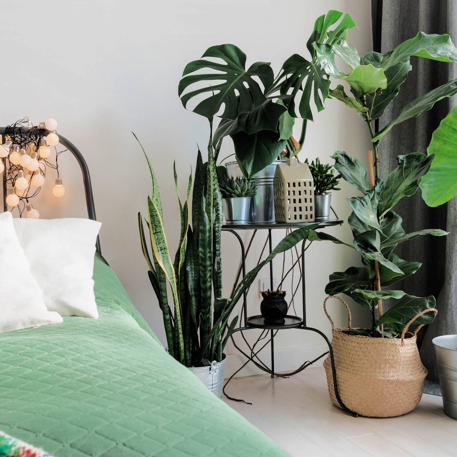 How to Turn Your Home Into a Plant-Filled Haven