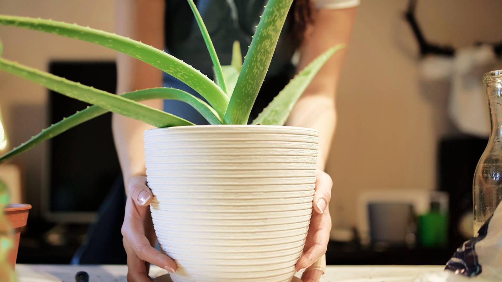 How to Care for Your Aloe Plant