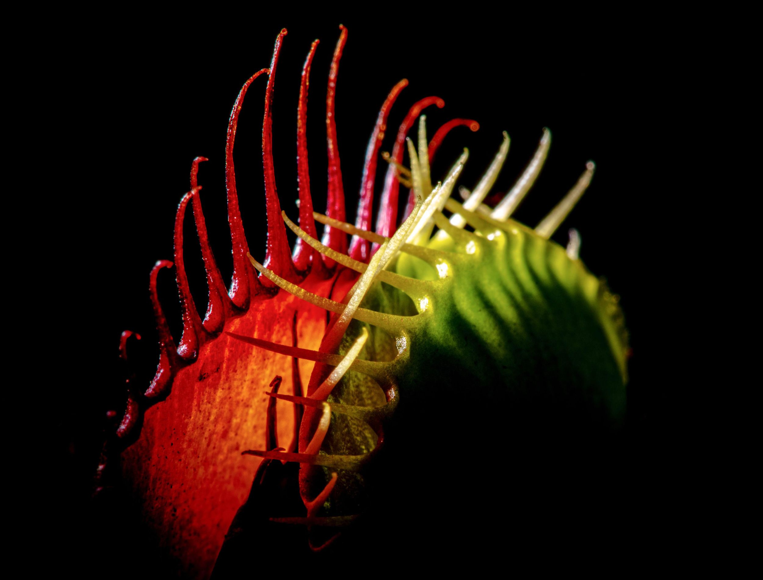 Create Haunting Halloween Decorations With Spooky Houseplants