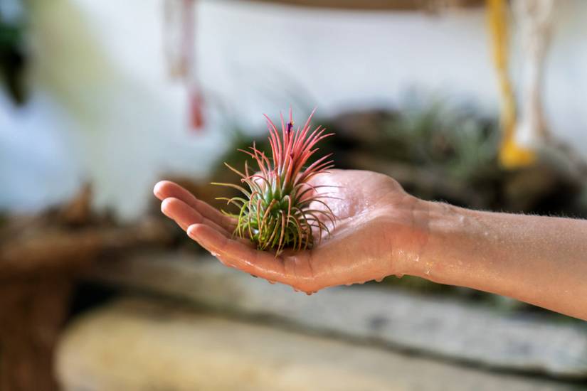 10 Creative Air Plant Holder Ideas