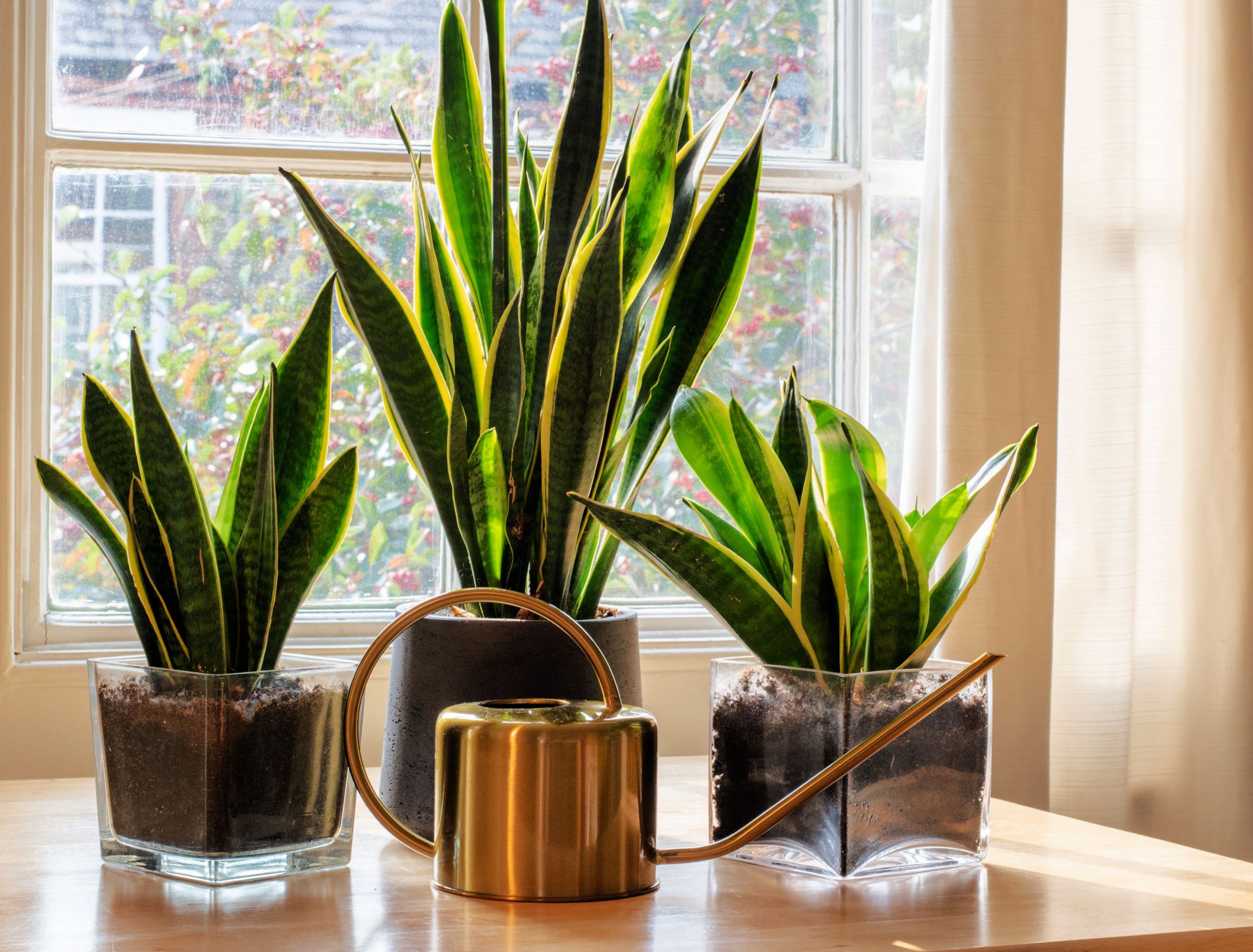 4 Benefits of Having a Snake Plant in Your Home