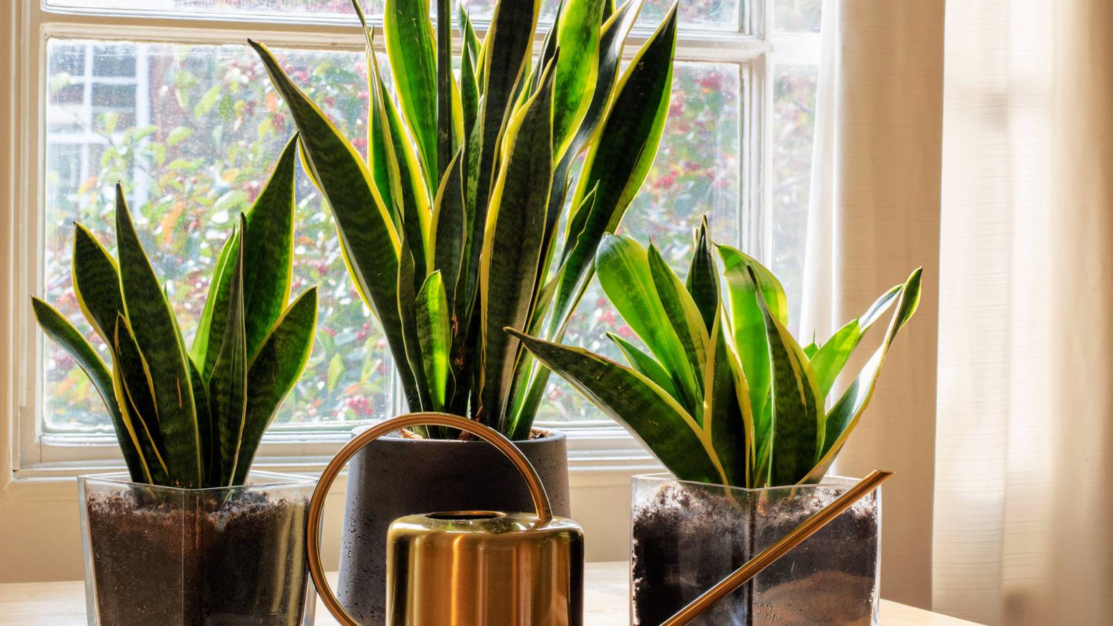 4 Benefits of Having a Snake Plant in Your Home