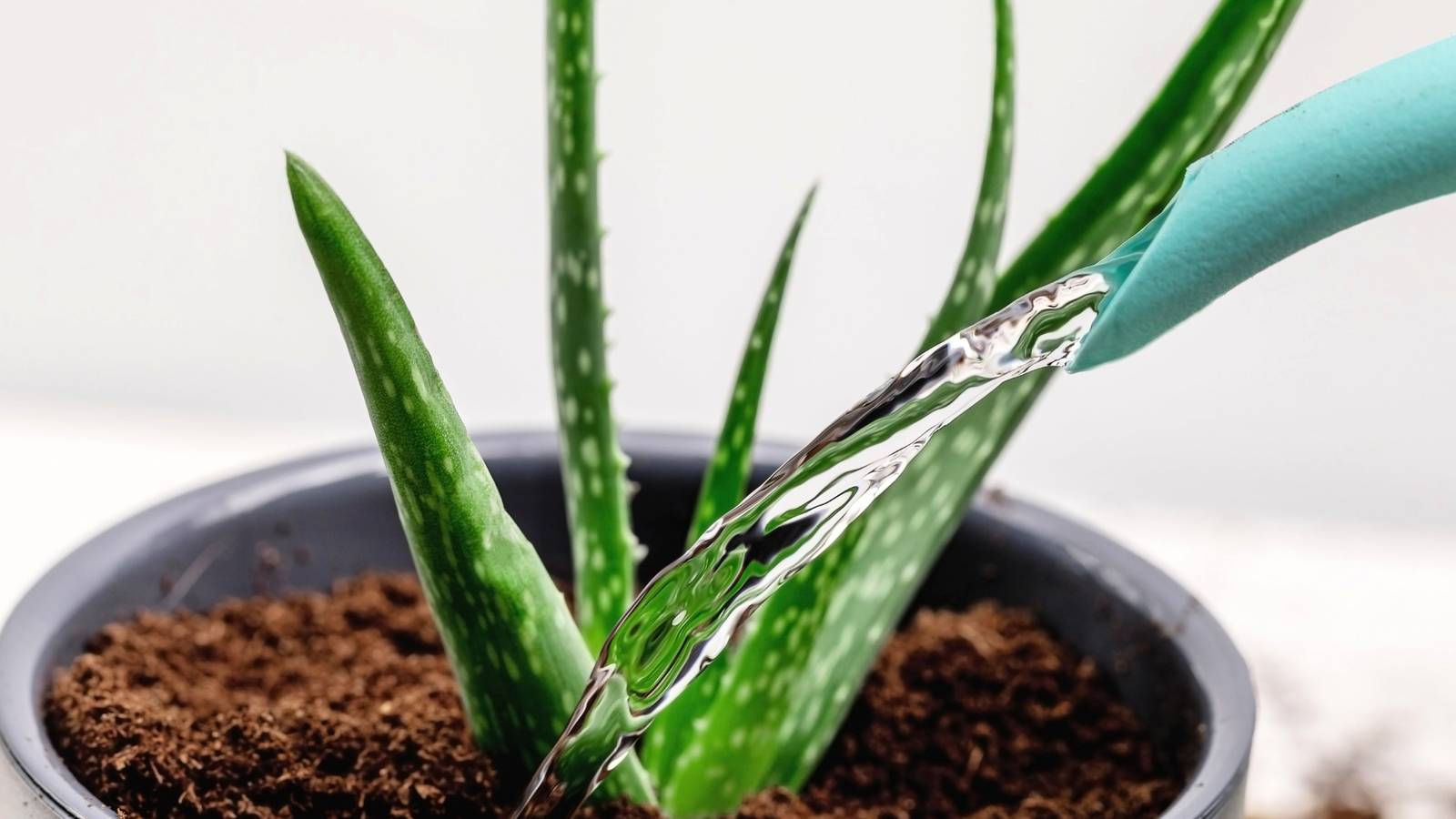 aloe vera shampoo benefits The Great Aloe Combo  Chandraboti Ayurvedic