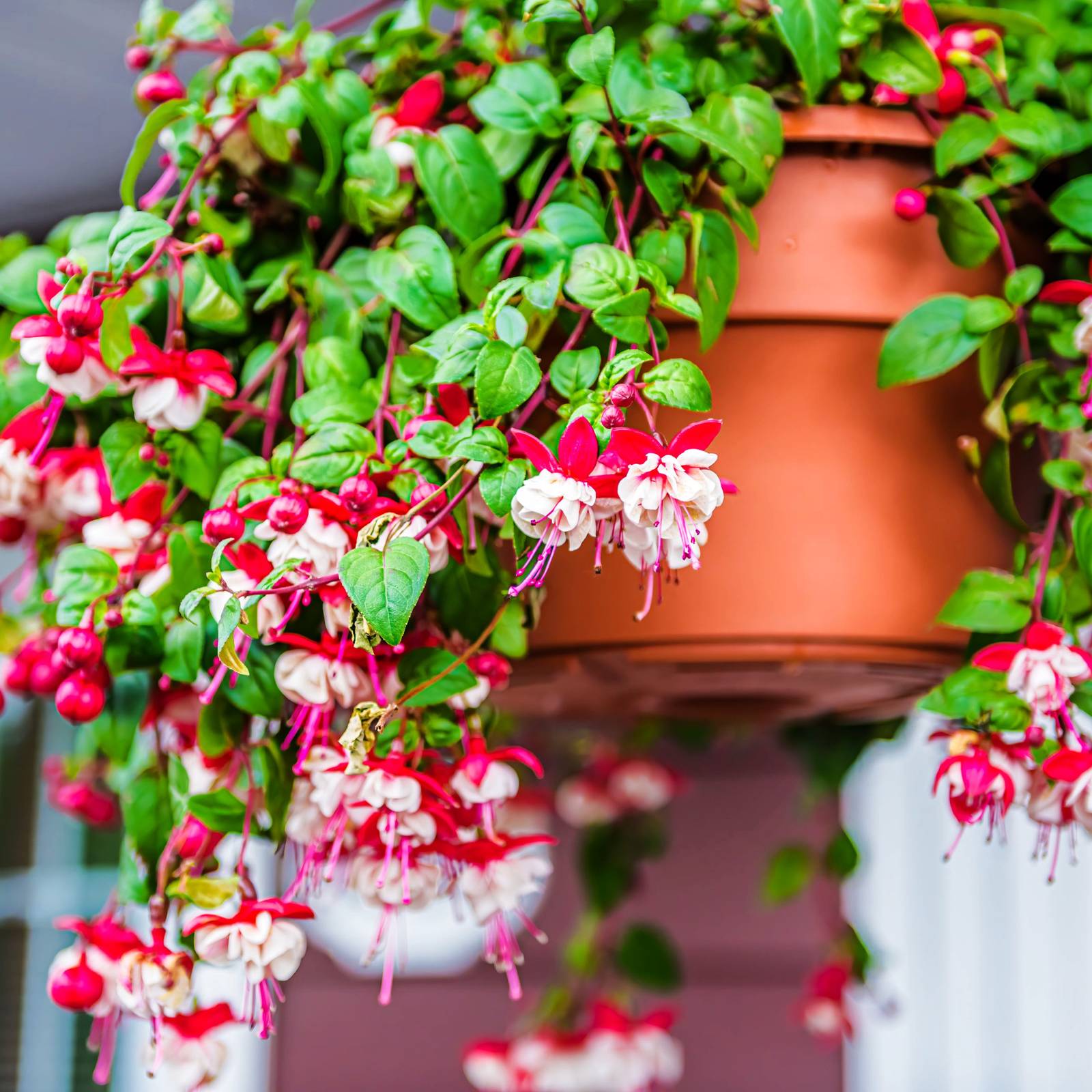 How to Grow and Care for Fuchsia as Houseplants
