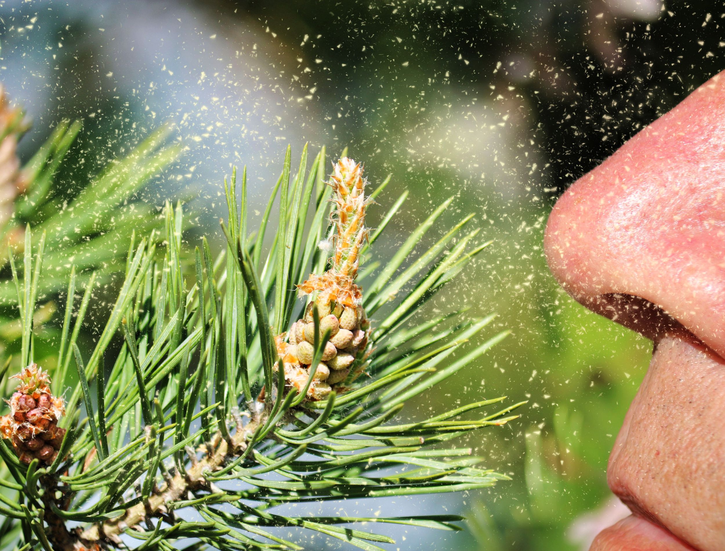 10 Houseplants to Avoid if You Have Allergies