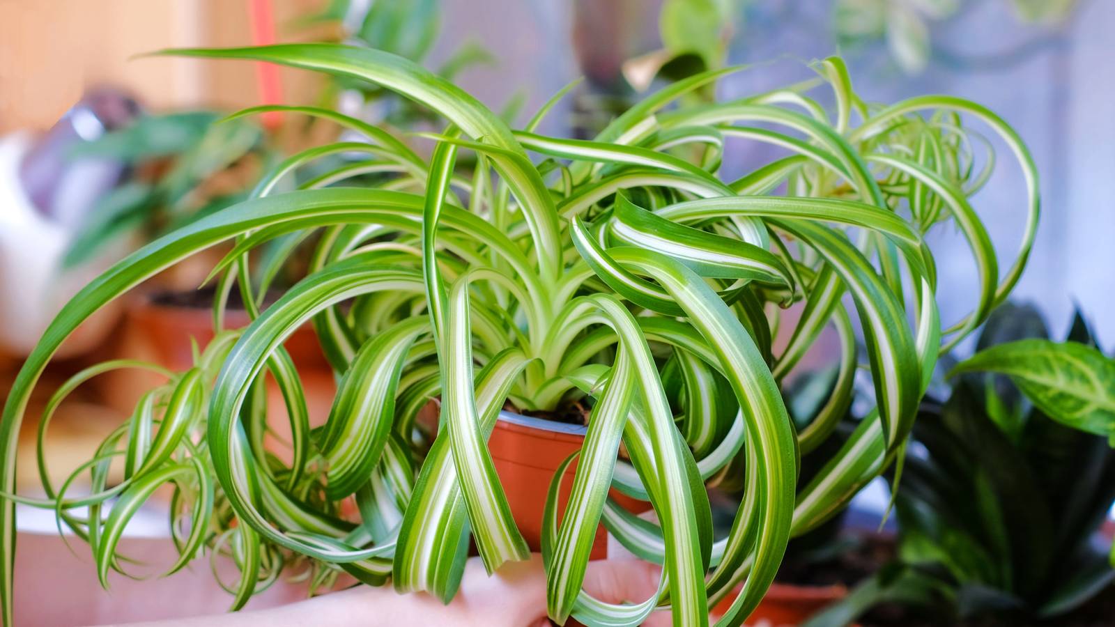 crispy wave plants Crispy Wave Fern - 4