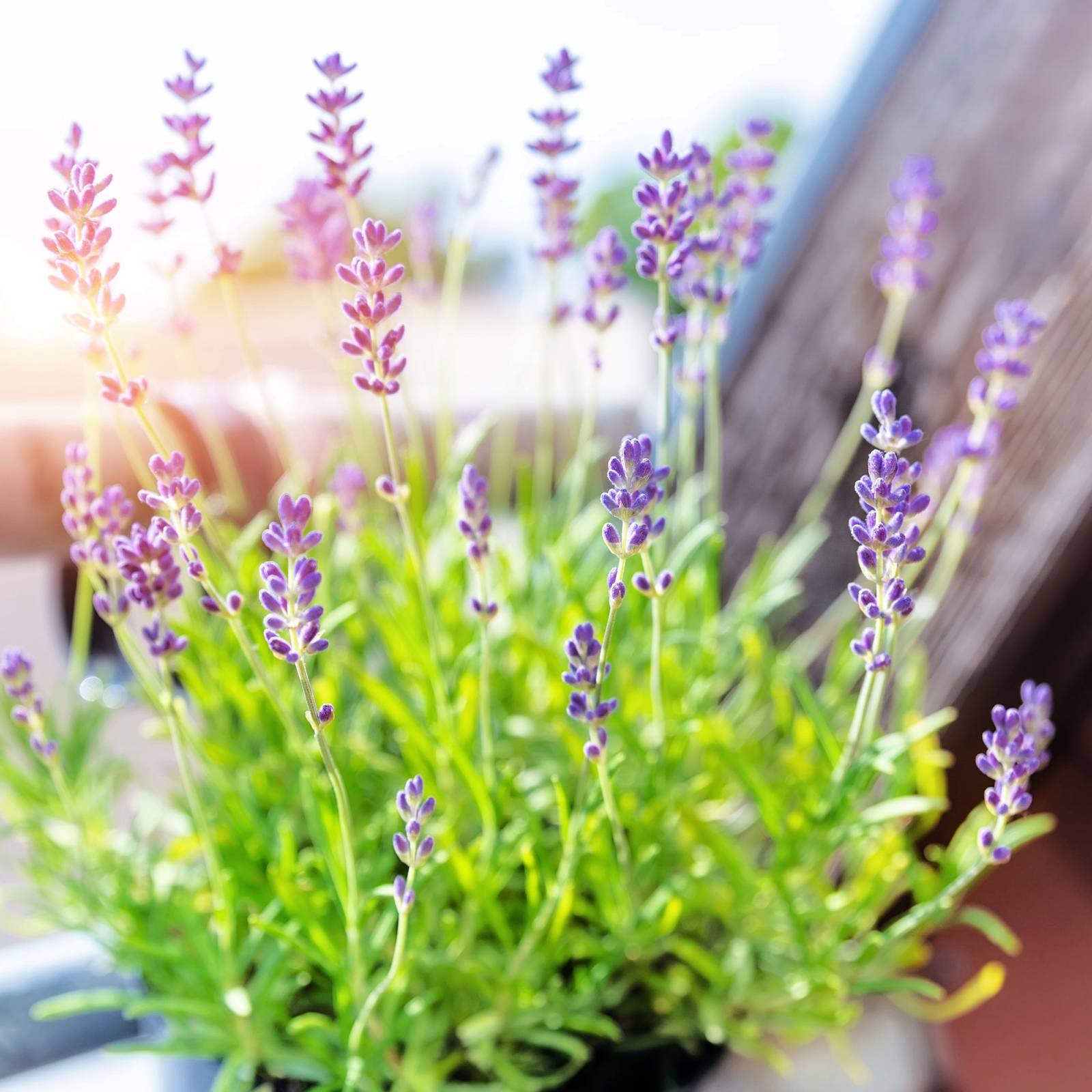Can You Grow Lavender Indoors?
