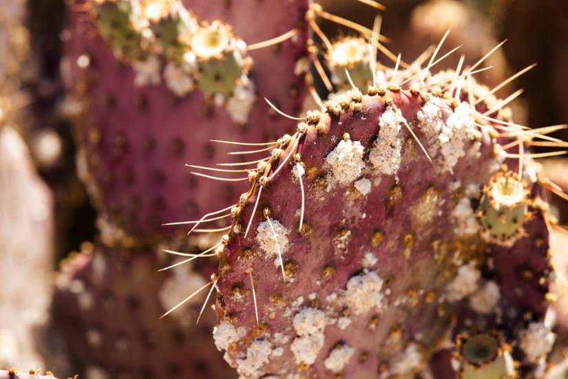 4 Reasons Why Your Cactus Has Brown Spots
