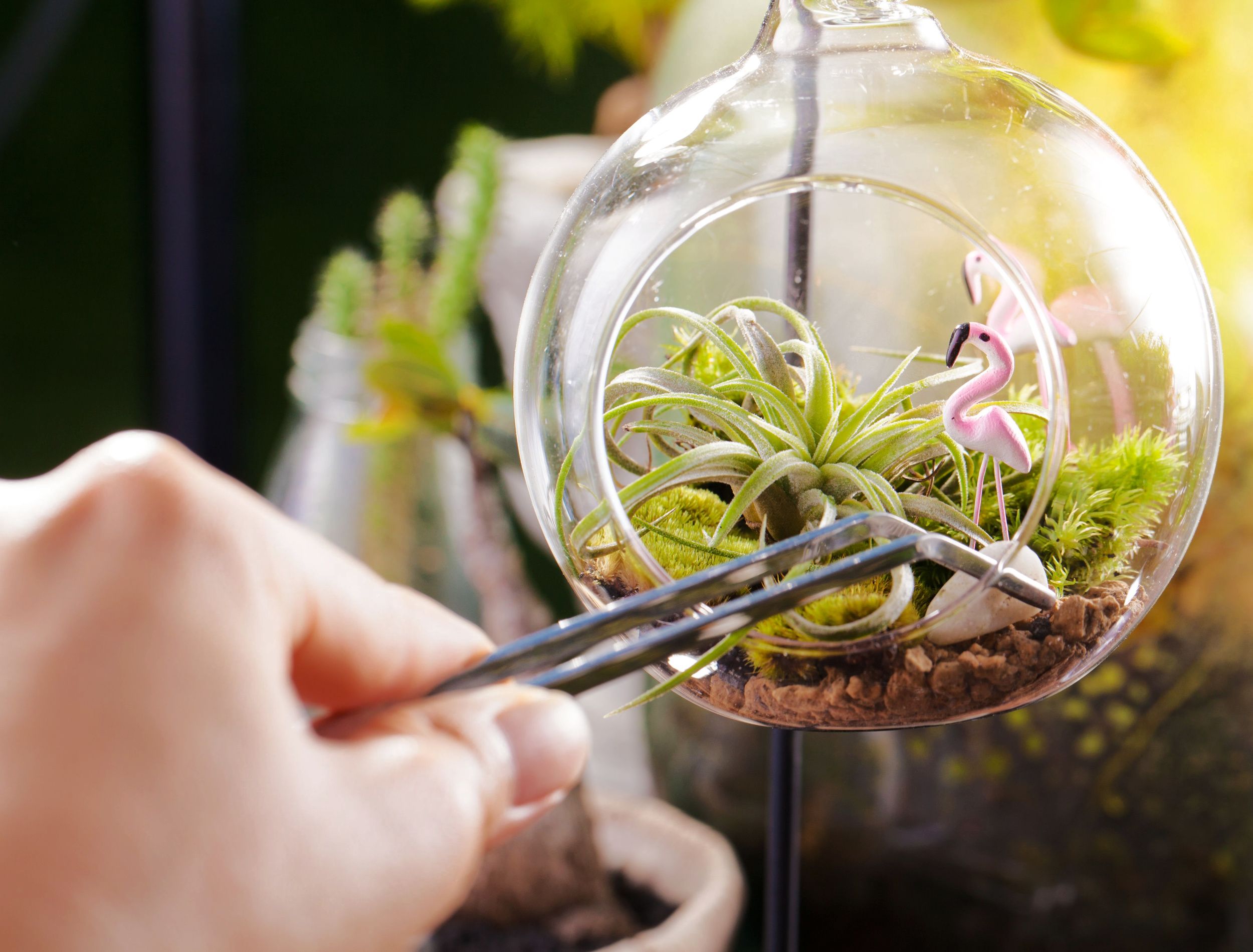 How To Care For Your Air Plants