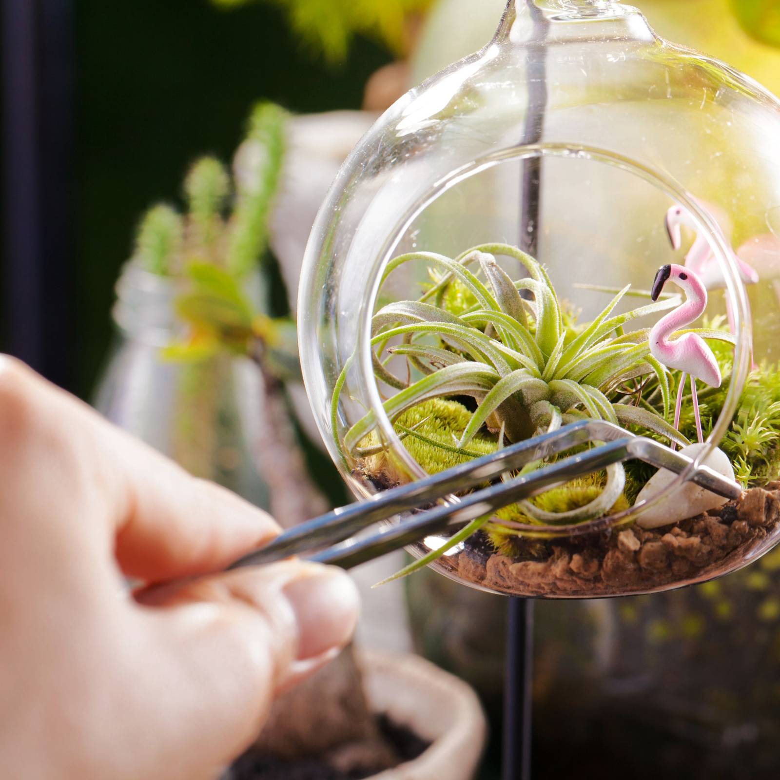 How To Care For Your Air Plants