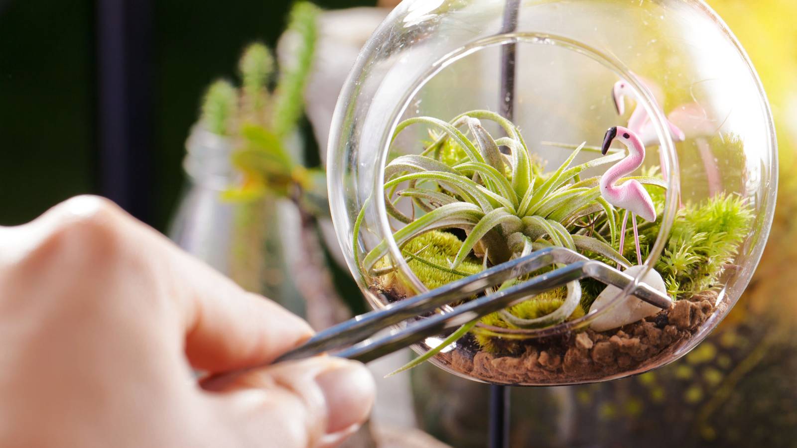How To Care For Your Air Plants