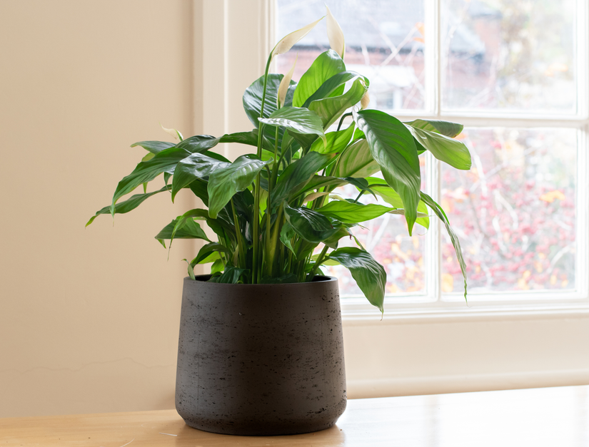 7 Benefits of Having a Peace Lily in Your Home