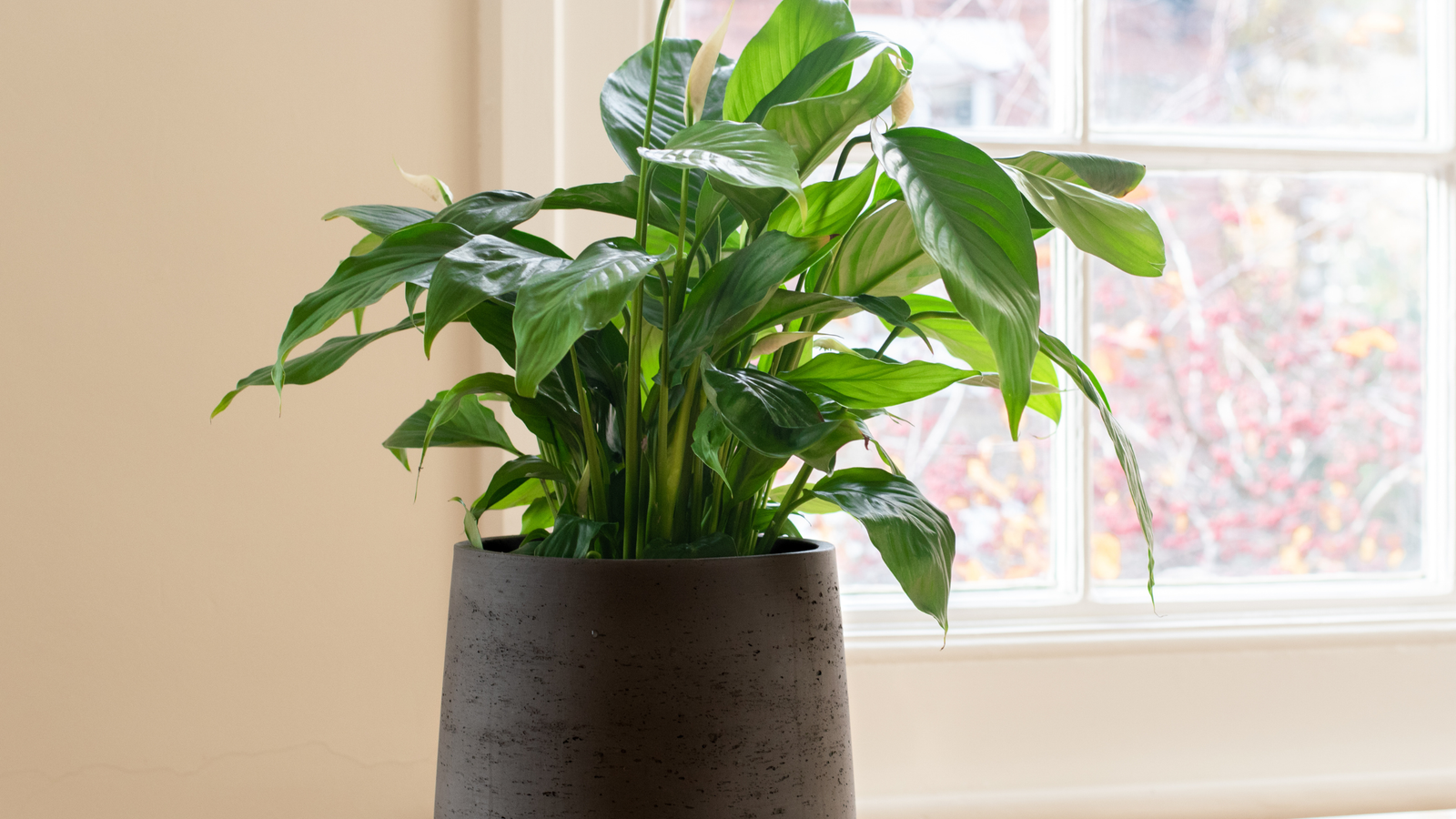 sansevieria sale Sansevieria 'Chanin'