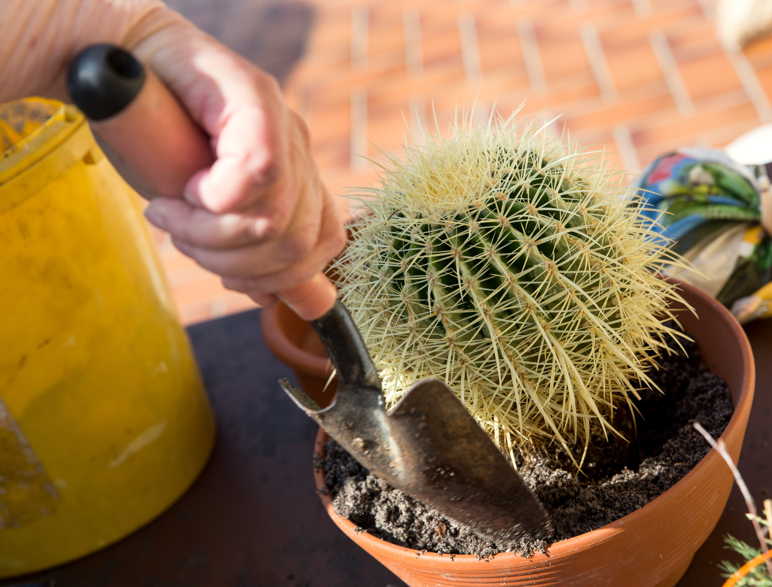 How To Make Homemade Cactus Soil