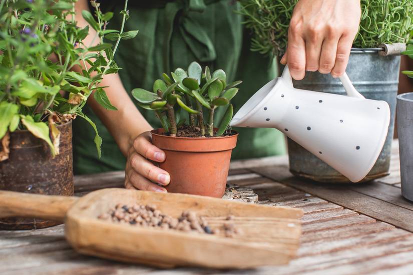 How to Care for Your Jade Plants