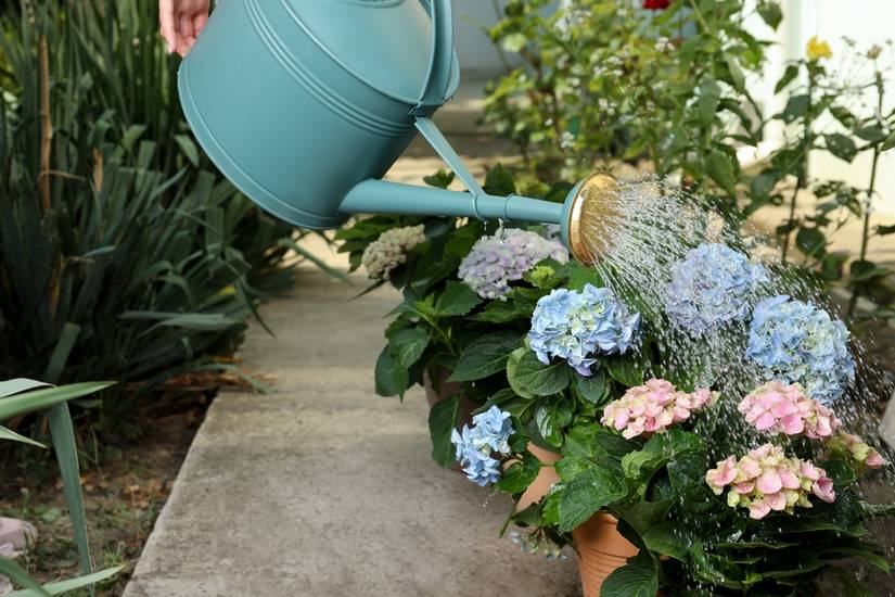 6 Tips to Caring for Your Hydrangeas in Winter