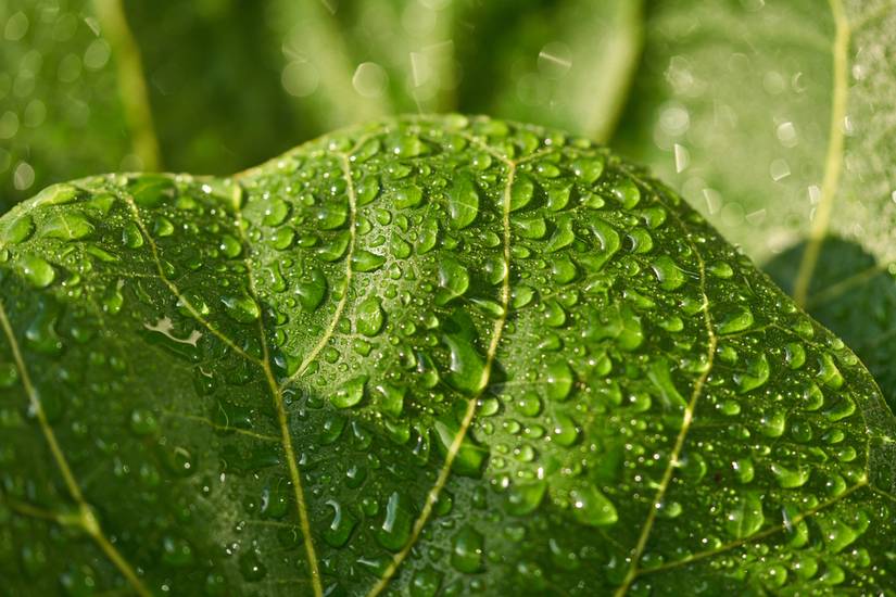 How Often You Should Water a Fiddle Leaf Fig