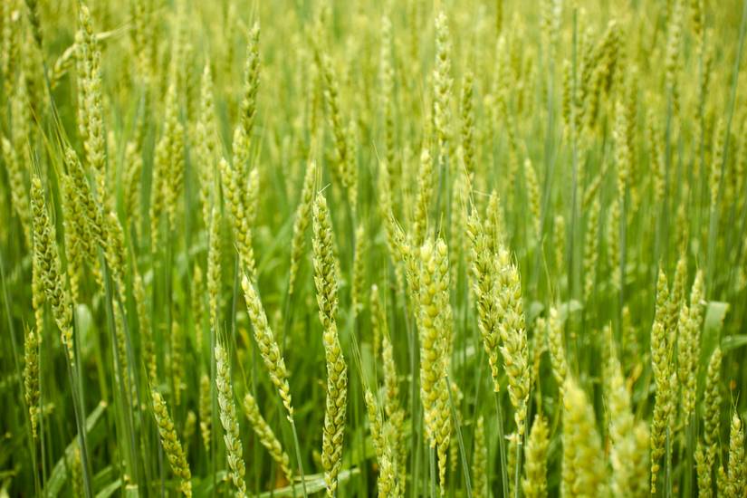 Winter Rye Fertilizer 6 Cover Crops For Your Raised Bed