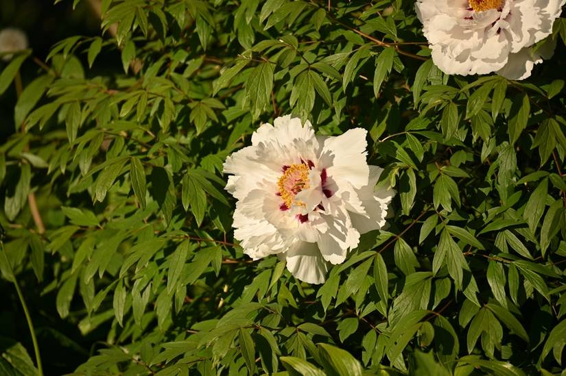 Should You Cut Back Peonies in the Fall?