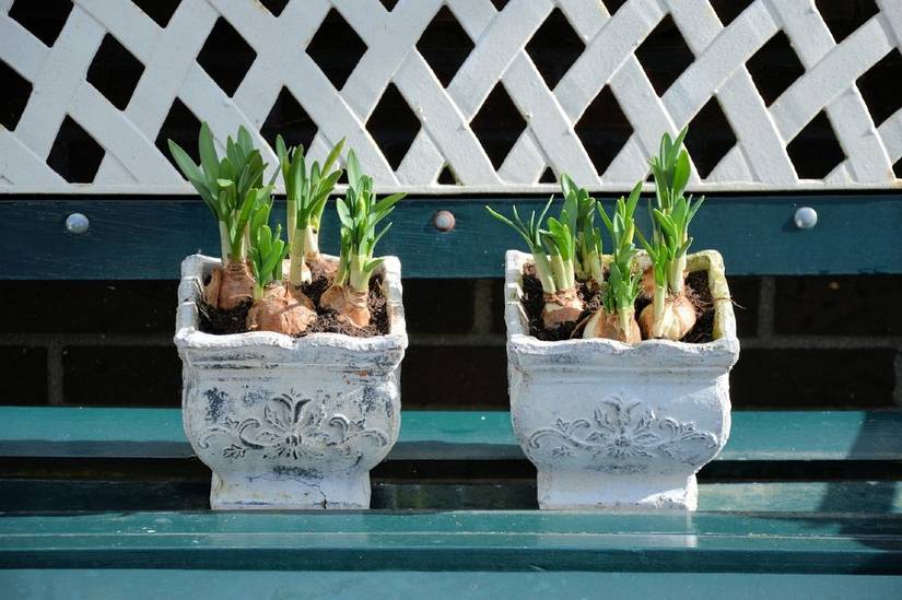 philodendron potting mix Philodendron/Aroid Imperial Potting Soil Mix – Wild & Son