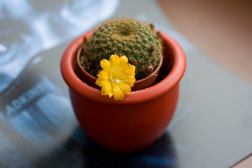 How to Grow Succulents