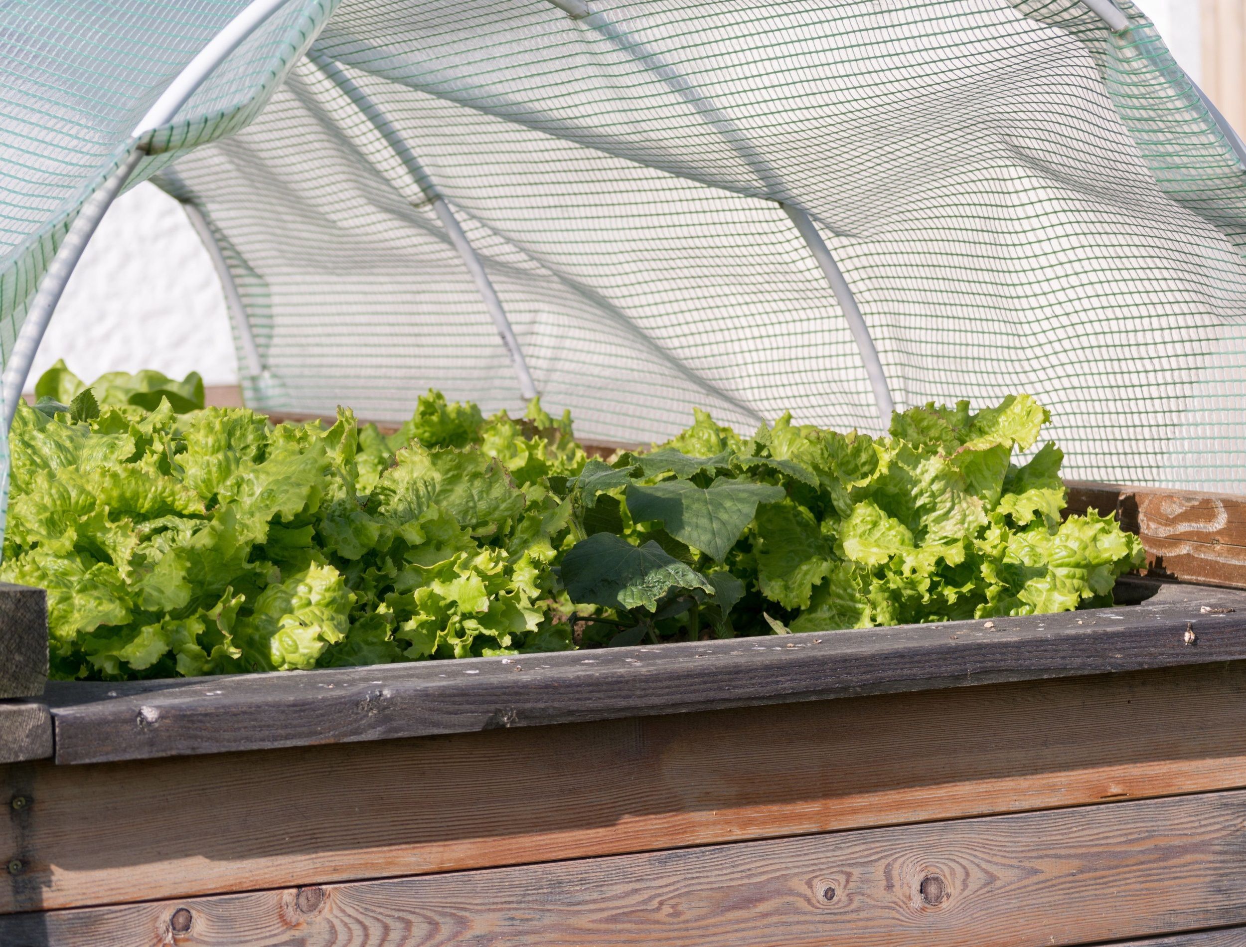 Net Growbed Cover – Blooming Ranch, image size:2500x1900