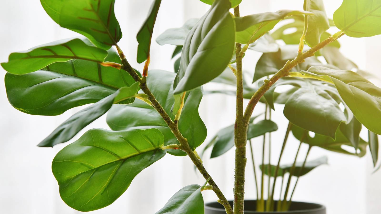 indoor faux plant Artificial Ledge Plant in Espresso Wooden Planter, Faux Greenery Decor –  allseasonshousedecor.com main image 1